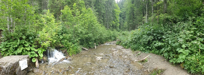 A mountain river in the forest