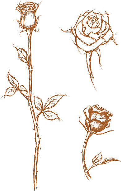 illustrazioni stock, clip art, cartoni animati e icone di tendenza di schizzo di rose - long stemmed rose