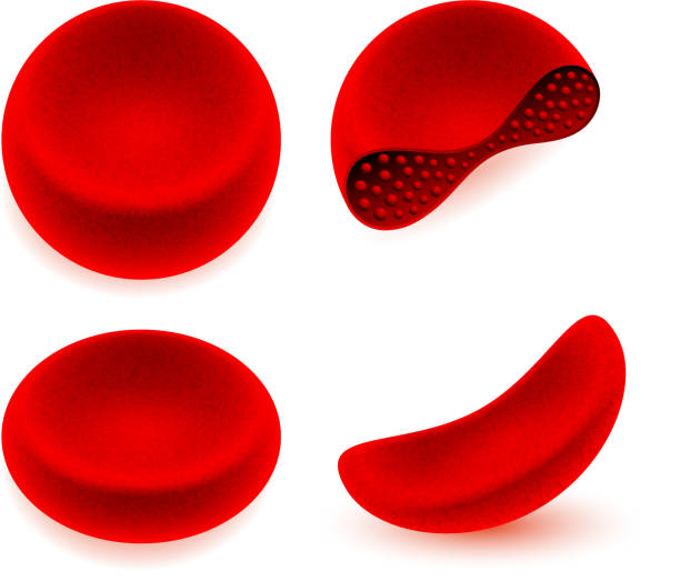 적혈구 디스트리토 일러스트 - blood cell anemia cell structure red blood cell stock illustrations