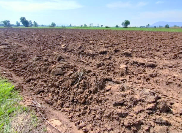 istock Preparing the soil for growing sugarcane crops in agricultural plots 1659666102
