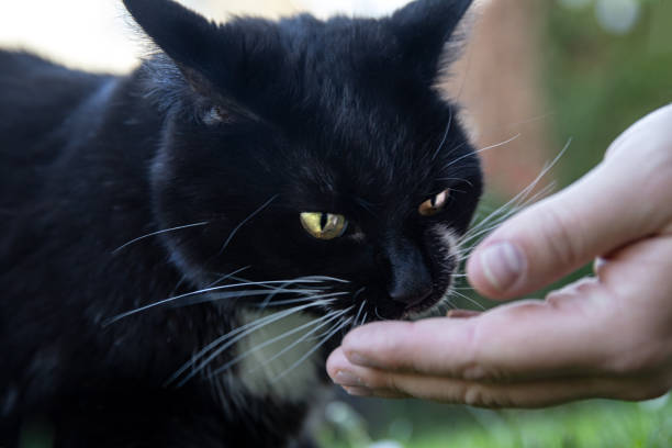 istock Black and white tuxedo cat with human hand 1659668368