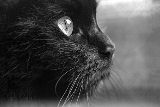 istock Black cat in black and white 1659669260