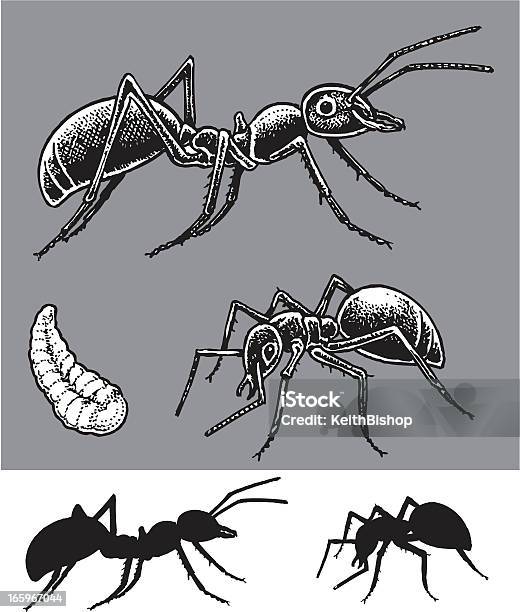 Formigas - Arte vetorial de stock e mais imagens de Formiga - Formiga, Silhueta, Caneta e Tinta