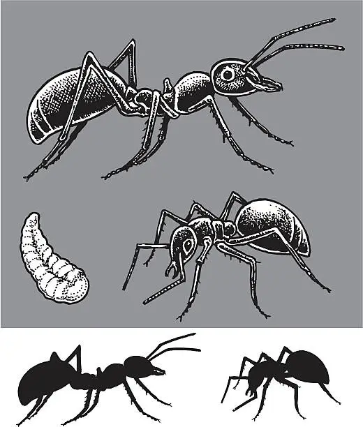 Vector illustration of Ants