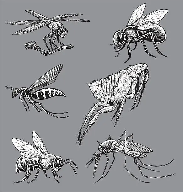 Vector illustration of Insects - Mosquito, Wasp, Bee, Fly, Flea, Dragonfly