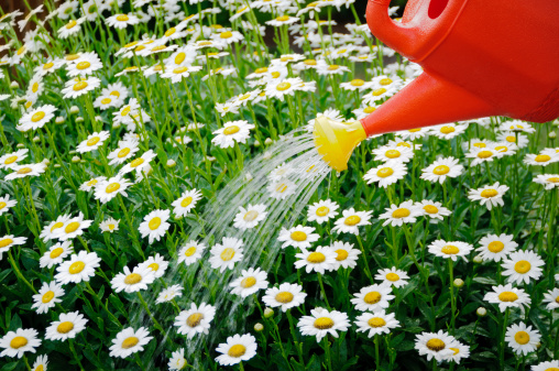 Watering a daisy flower bed with a bright red and yellow watering can.