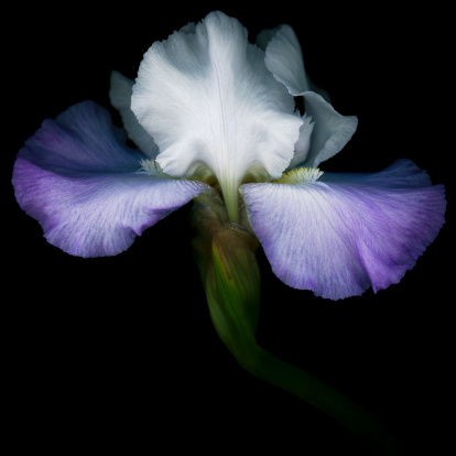 Greeting card or web design with iris flower with macro detail. Beautiful purple flower with water drops on petals on dark blurred background. Shallow depth of field. Space for text