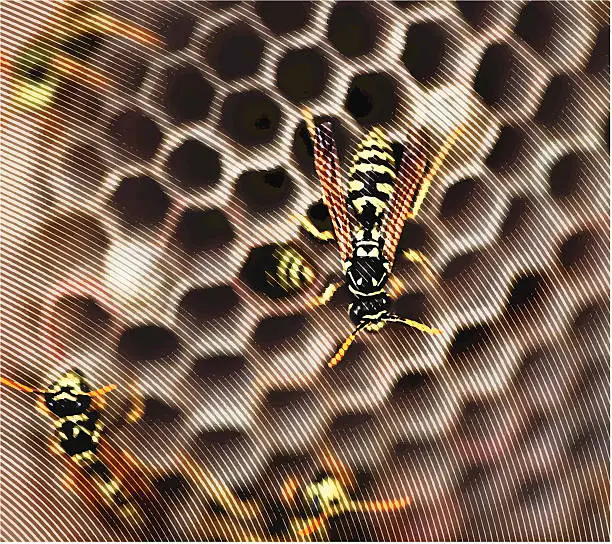 Vector illustration of Wasp Nest