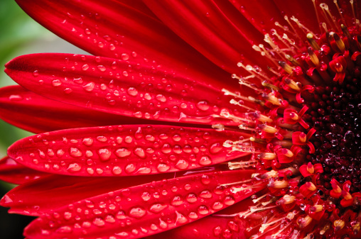 Rain drops cover the petals of a red gerbera daisy.