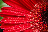 Red gerbera daisy covered with water drops
