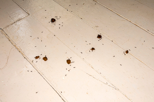 Group of black Ants eating cats food on house floor