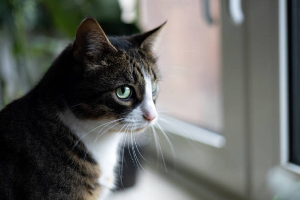 istock White and brown cat with green eyes indoor looking 1659676199
