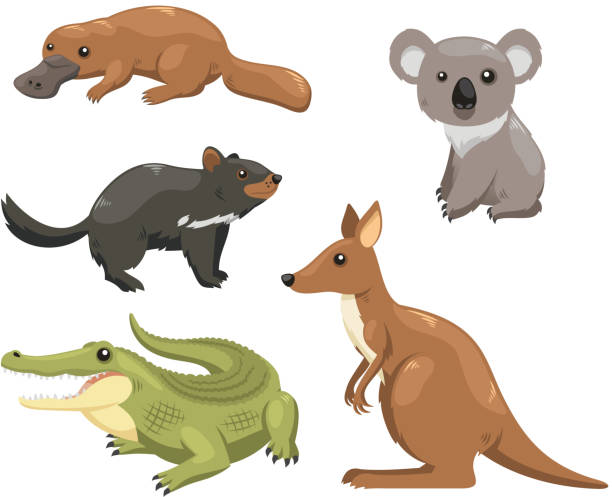 australian zwierząt 1 - koala stock illustrations