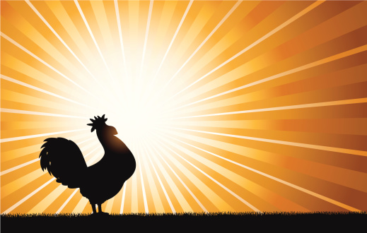 Rooster Crowing at Dawn Background