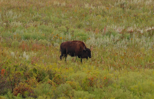 Alone bison roaming through the autumn prairie grasses away from the herd. Gold and orange grasses are becoming more widespread as fall arrives.