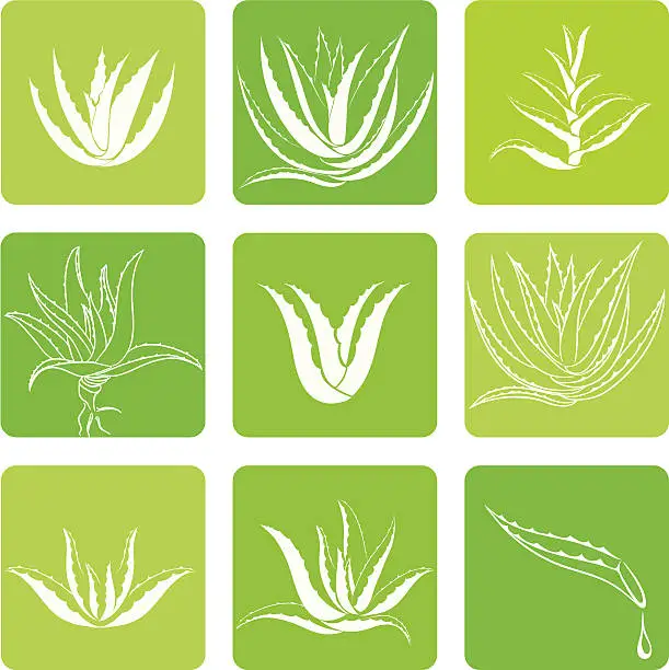 Vector illustration of Aloe vera