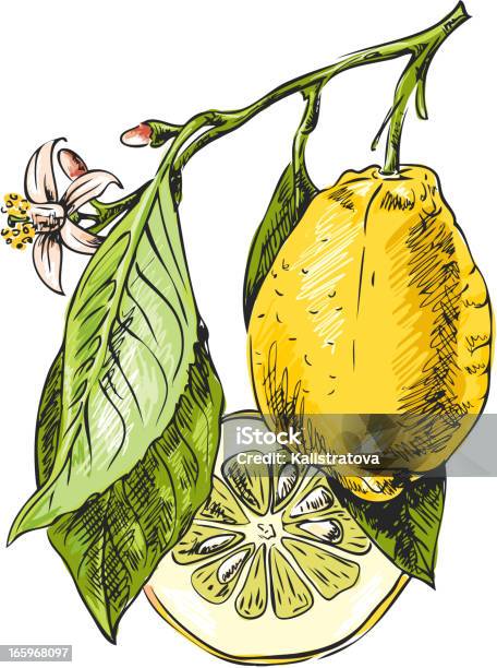 지사 레몬색 레몬에 대한 스톡 벡터 아트 및 기타 이미지 - 레몬, 나뭇가지, 스케치
