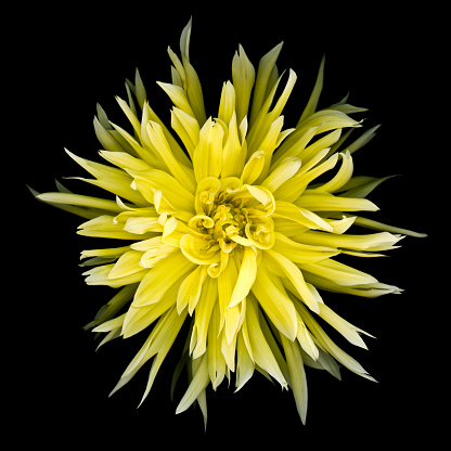 Yellow dahlia isolated on black.