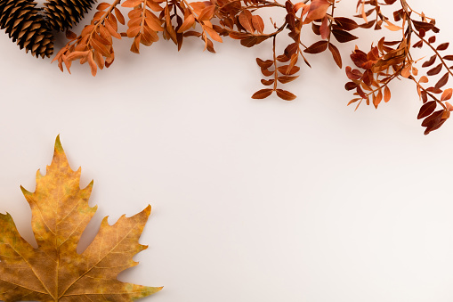 Dry branches, pine cones located on top and maple leaf in lower left corner on white background with copyspace