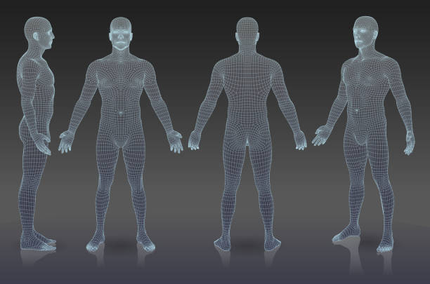 Set of three dimensional people. EPS 10. File contain blending object. All lines are not expanded you can change thickness if it is necessary. male likeness stock illustrations