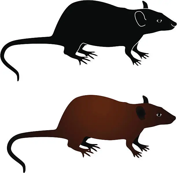 Vector illustration of Two black silhouettes or rats in a white background