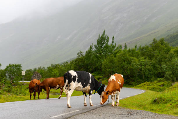 istock Cows on a mountain road in Norway 1659687282