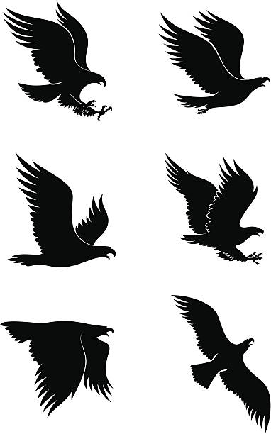 eagles - eagles stock illustrations