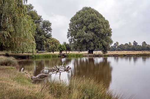 Calm still waters at Bushy Park ponds Surrey on a cold refreshing autumn morning
