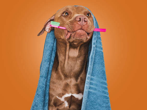 istock Cute brown dog, blue towel and toothbrush 1659692827