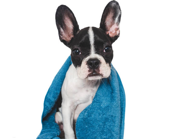 istock Cute brown puppy and blue towel. Close-up 1659693357