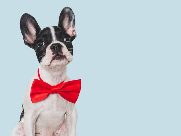 istock Cute puppy and bright bow tie. Close-up, indoors 1659696040