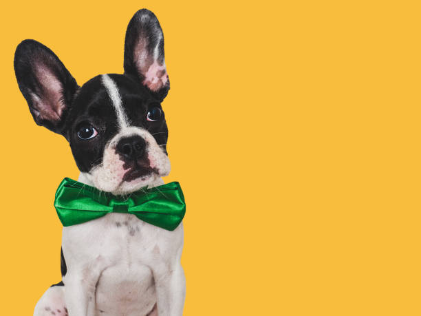 istock Cute puppy and bright bow tie. Close-up, indoors 1659696051