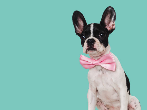 istock Cute puppy and bright bow tie. Close-up, indoors 1659696066