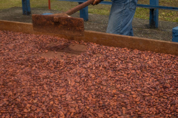 istock Cocoa beans and cocoa fruits. 1659698810