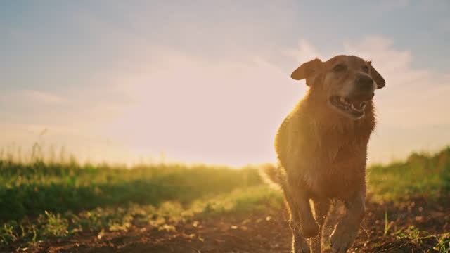 SLO MO Cute Golden Retriever Dog Running on Agricultural Field under Sky at Sunrise