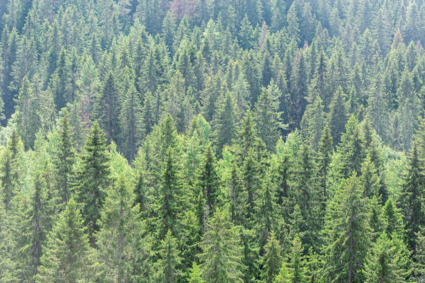 istock Spruce trees forest in the mountains at summer day. 1659700367