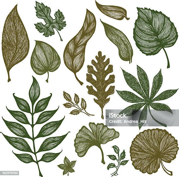 세트마다 Handdrawn 스케치 잎 잎에 대한 스톡 벡터 아트 및 기타 이미지 - 잎, 낙서-패턴, 물푸레나무