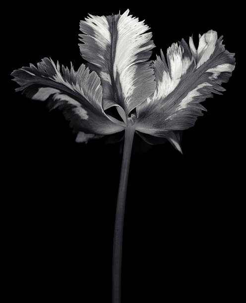 istock Monochrome parrot tulip with contrasting shades on black background 165970363