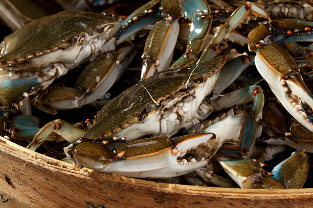 istock Basket of Blue Claws 165970686