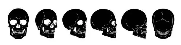 Vector illustration of Skull set. Human skull set. Silhouette Vector