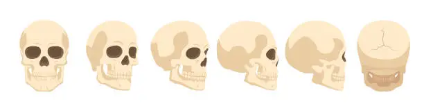 Vector illustration of Skull set. Human skull set. Vector