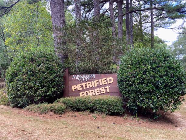 istock Mississippi Petrified Forest 1659723982