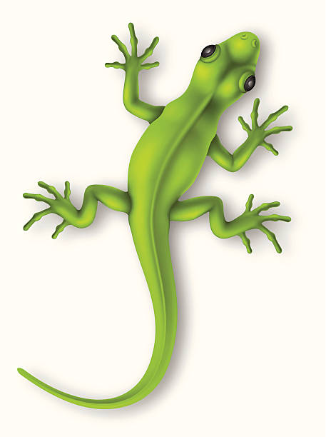 illustrazioni stock, clip art, cartoni animati e icone di tendenza di lucertola - lizard