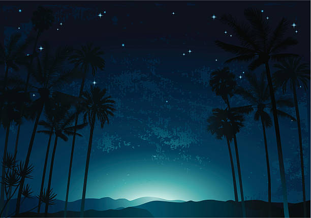 ночь palms - bettafish stock illustrations