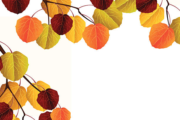 aspen fährt - autumn branch leaf backgrounds stock-grafiken, -clipart, -cartoons und -symbole