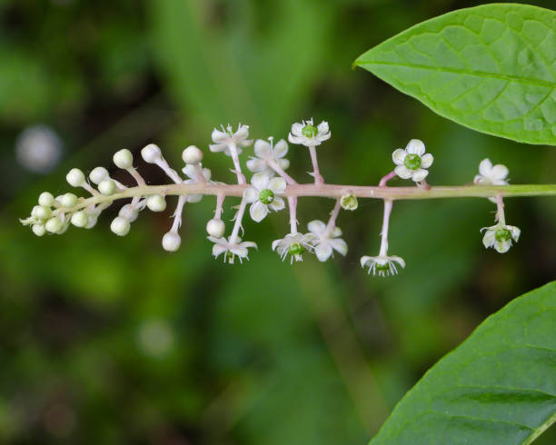 phytolacca americana (american pokeweed) 북미 원주민 초본 다년생 식물 - poke weed 뉴스 사진 이미지