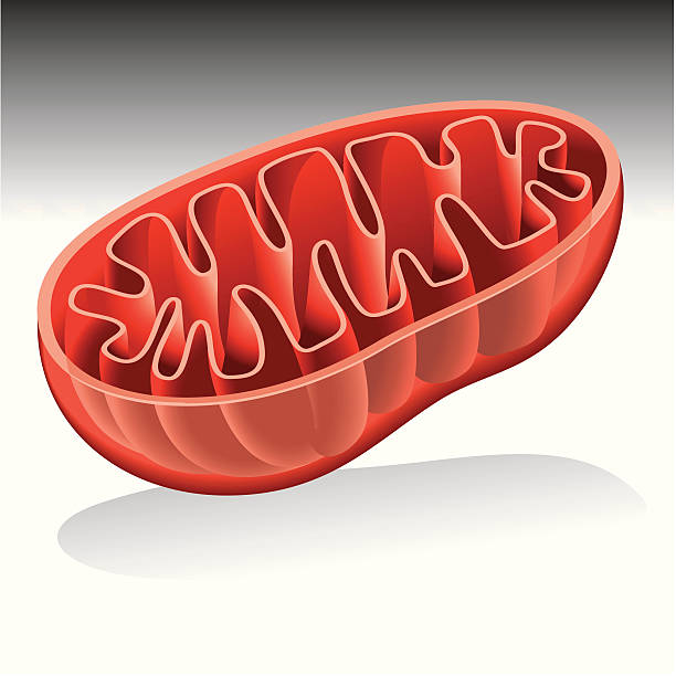 Mitochondrion vector art illustration
