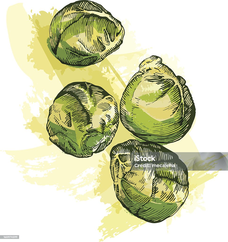Brussel Sprouts Grunge style brussel sprouts - vector illustration Brussels Sprout stock vector