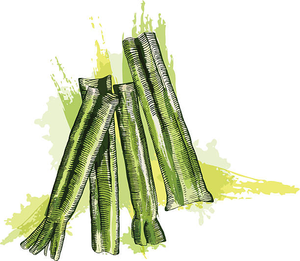 сельдерей - celery vegetable illustration and painting vector stock illustrations