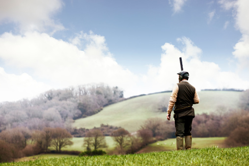 A man, dressed in country clothing and holding his shotgun, waits for a pheasant.,  Devon, UK